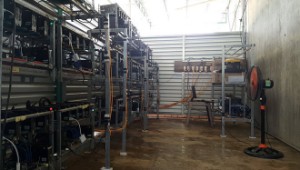 Ảnh của Dân đào coin Việt ồ ạt rao bán ‘trâu’ ăn Tết