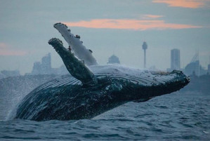 Ảnh của Tin vắn tiền điện tử (22/10): cá voi di chuyển 14.974 BTC