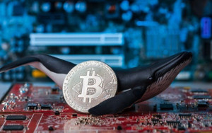 Ảnh của Peter Schiff: Cá voi là lí do khiến Bitcoin tăng hơn 30% so với Vàng