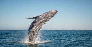 Ảnh của Whale Alert ghi nhận giao dịch 1.000 BTC về sàn OKEx