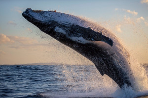 Ảnh của Số lượng cá voi Bitcoin lại chạm ngưỡng kỉ lục trước thềm halving