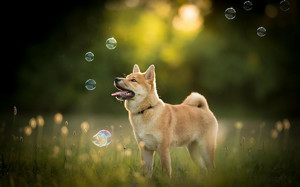 Picture of Khi nào bong bóng của Dogecoin sẽ nổ tung?