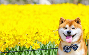 Ảnh của Shiba Inu tăng 32,500% trong 30 ngày khiến mạng Ethereum tắc nghẽn và phí giao dịch tăng vọt