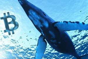 Ảnh của Khi giá Bitcoin chững lại, ví “cá voi” có thể trở thành một loài có nguy cơ tuyệt chủng