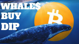 Ảnh của Cá voi đã mua vào 5,5 tỷ đô la Bitcoin khi giá giảm xuống dưới 36.000 đô la