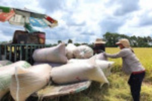 Ảnh của Bộ Nông nghiệp Mỹ hạ dự báo xuất khẩu gạo Việt Nam năm nay còn 6,3 triệu tấn