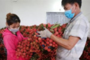 Picture of Rau quả Việt Nam xuất khẩu sang Mỹ tăng mạnh trong 6 tháng đầu năm