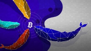 Ảnh của Cá voi Bitcoin tích lũy khi tiền gửi trên sàn giao dịch tăng, báo hiệu giảm giá