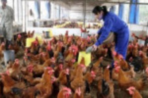 Ảnh của Ngành chăn nuôi "khốn đốn" vì một kg gà không bằng một kg rau