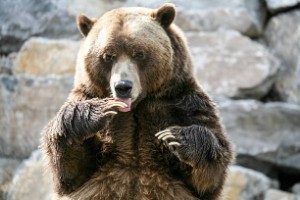 Ảnh của Gấu thiếu niềm tin khi giá Bitcoin tăng vọt qua 46.000 đô la