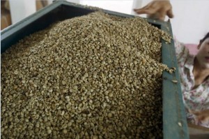 Ảnh của Giá cà phê 7/9 đồng loạt tăng 100 đồng/kg tại khu vực Tây Nguyên