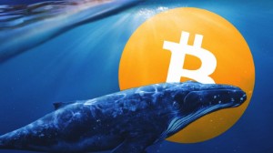 Ảnh của Tin vắn Crypto 13/09: Cá voi tăng cường mua Bitcoin trong đợt điều chỉnh gần đây cùng tin tức Cardano, Solana, Astar, Pax Dollar