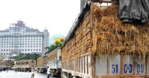 Ảnh của Nông sản Việt khó cạnh tranh tại Trung Quốc