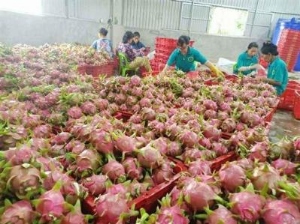 Ảnh của Thương lái bỏ chạy, hơn 130.000 tấn thanh long chờ "giải cứu"