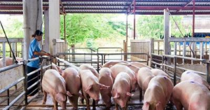 Ảnh của Giá lợn hơi tăng đồng loạt, tiến sát mốc 60.000 đồng/kg