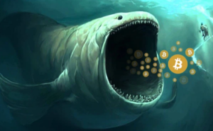 Ảnh của Cá voi âm thầm gom thêm 40.000 BTC trong đợt sụt giảm này, theo Santiment