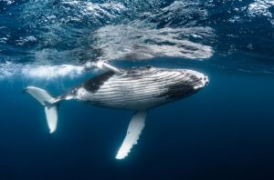Ảnh của Cá voi BTC tận dụng điểm yếu khi cá voi ETH chốt lời trong tháng 1, theo sàn Kraken