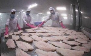 Ảnh của Sản xuất, xuất khẩu cá tra phục hồi mạnh mẽ sau 3 năm ảm đạm