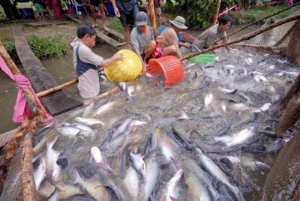 Ảnh của Thủy sản Việt Nam thích nghi với chính sách ‘zero Covid’ của Trung Quốc