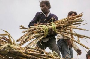 Ảnh của Sau lúa mì, Ấn Độ sắp hạn chế xuất khẩu đường