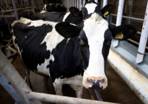 Picture of Britain's Tesco raises price it pays milk suppliers again