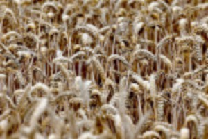 Picture of Analysis-As wheat prices soar, the world's consumers vote with their feet