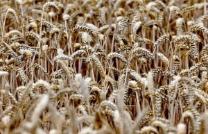 Picture of EU wheat eases with Chicago as Ukraine, exports assessed