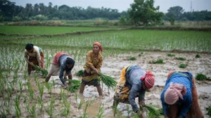 Ảnh của Ấn Độ áp lệnh hạn chế xuất khẩu gạo, Việt Nam sẽ hưởng lợi?