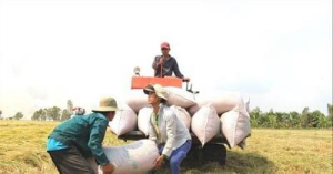 Ảnh của Ấn Độ hạn chế xuất khẩu gạo: Doanh nghiệp, nông dân Việt Nam sẽ trúng giá?