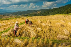 Ảnh của Gạo Việt hưởng lợi sau lệnh hạn chế xuất khẩu gạo của Ấn Độ