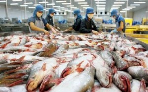 Ảnh của Cá tra Việt sang Mỹ giá 5 USD/kg, cao nhất từ đầu năm đến nay