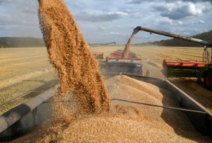 Picture of Russia may start providing trade finance to importers of its grain - farm minister