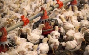 Ảnh của U.S. nears record poultry deaths from bird flu; virus type complicates fight
