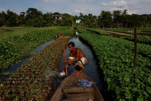 Picture of As seas rise, Bangladesh farmers revive floating farms