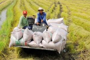 Ảnh của Tháng 10, xuất khẩu gạo Việt Nam xác lập kỷ lục mới