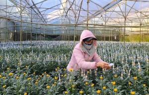 Ảnh của Đà Lạt cung ứng 200 triệu cành hoa cho thị trường Tết 2023