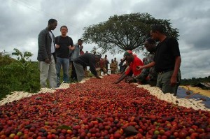 Ảnh của Thị phần cà phê Việt Nam tại Trung Quốc giảm sâu