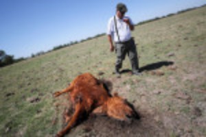 Picture of Arid wheat fields and dead cows: a snapshot of Argentina's worst drought in decades