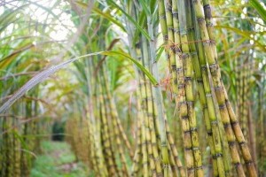 Ảnh của Mía đường Sơn La (SLS) bị xử phạt thuế