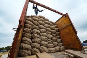 Ảnh của Bloomberg: Ấn Độ cân nhắc gỡ bỏ biện pháp hạn chế xuất khẩu gạo