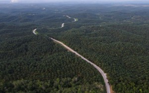 Picture of Indonesia palm oil export curbs, biodiesel plans to hit world vegoil supplies