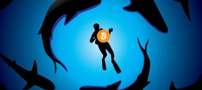 “Cá mập” đang kiểm soát 35,4% nguồn cung Bitcoin hiện hành