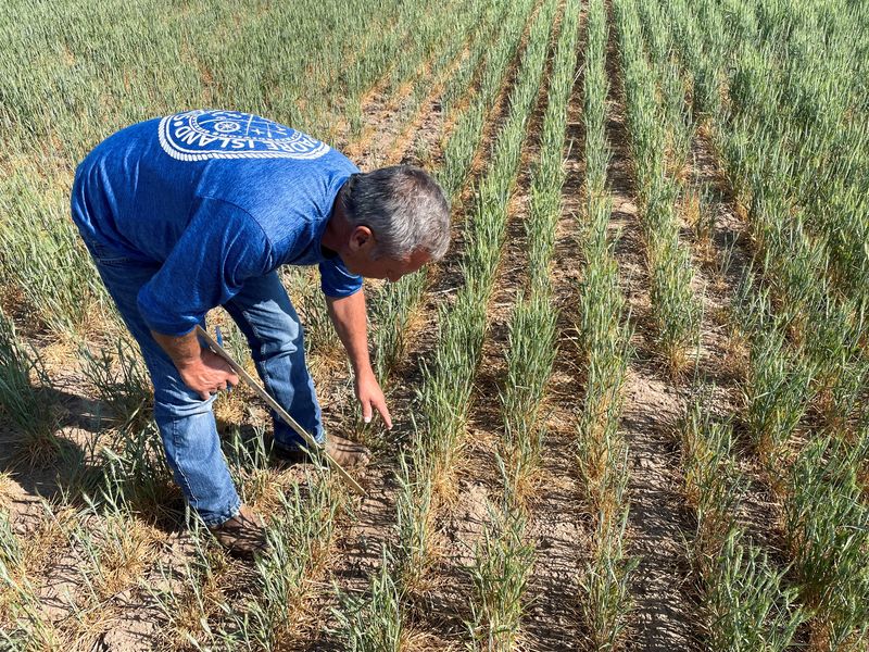 U.S. winter wheat farmers plant into dust as Plains drought persists