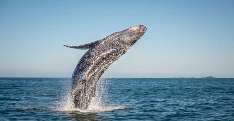 Whale Alert ghi nhận 1000 BTC được giao dịch về sàn OKEx
