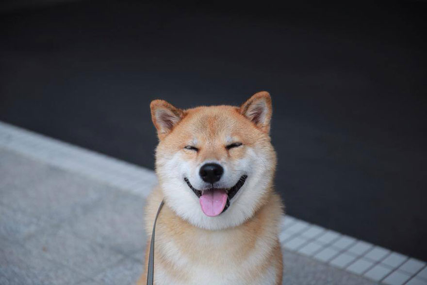 Image result for smile shiba