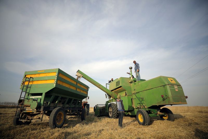 Syrian drought puts Assad's 'year of wheat' in peril