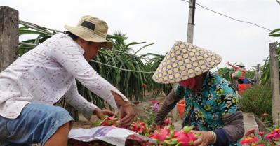 Thanh long Việt tìm cách giảm phụ thuộc Trung Quốc